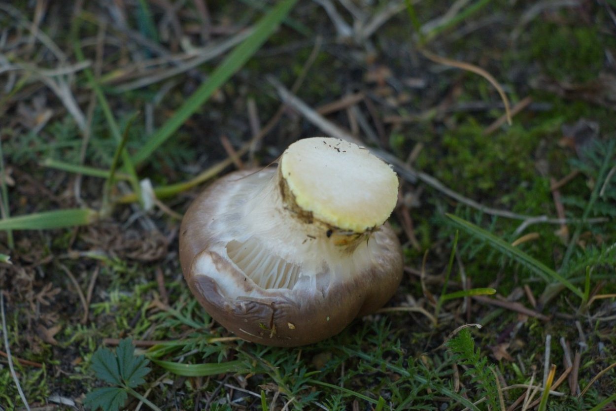 Гриб мокруха Сосновая