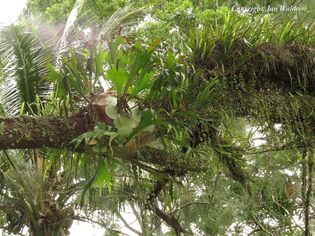 Папоротник Даваллия фиджийская