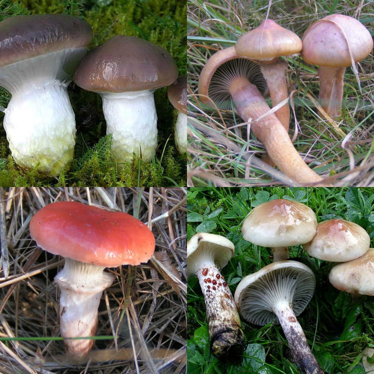 Мокруха клейкая гриб