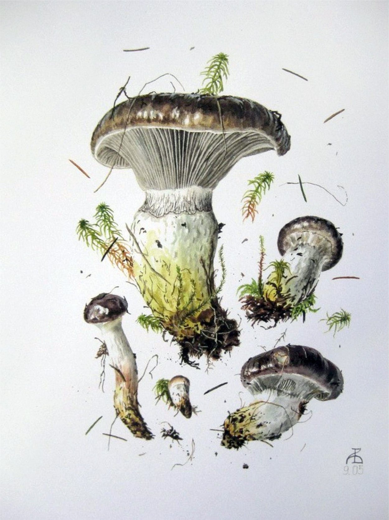 Гриб мокруха желтоногая