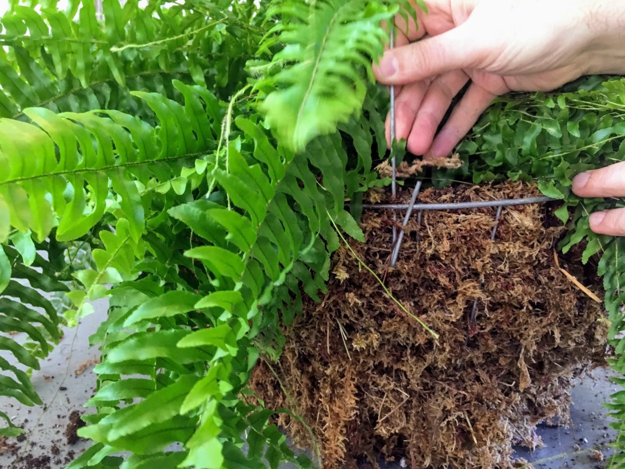 Папоротники Эпифиты