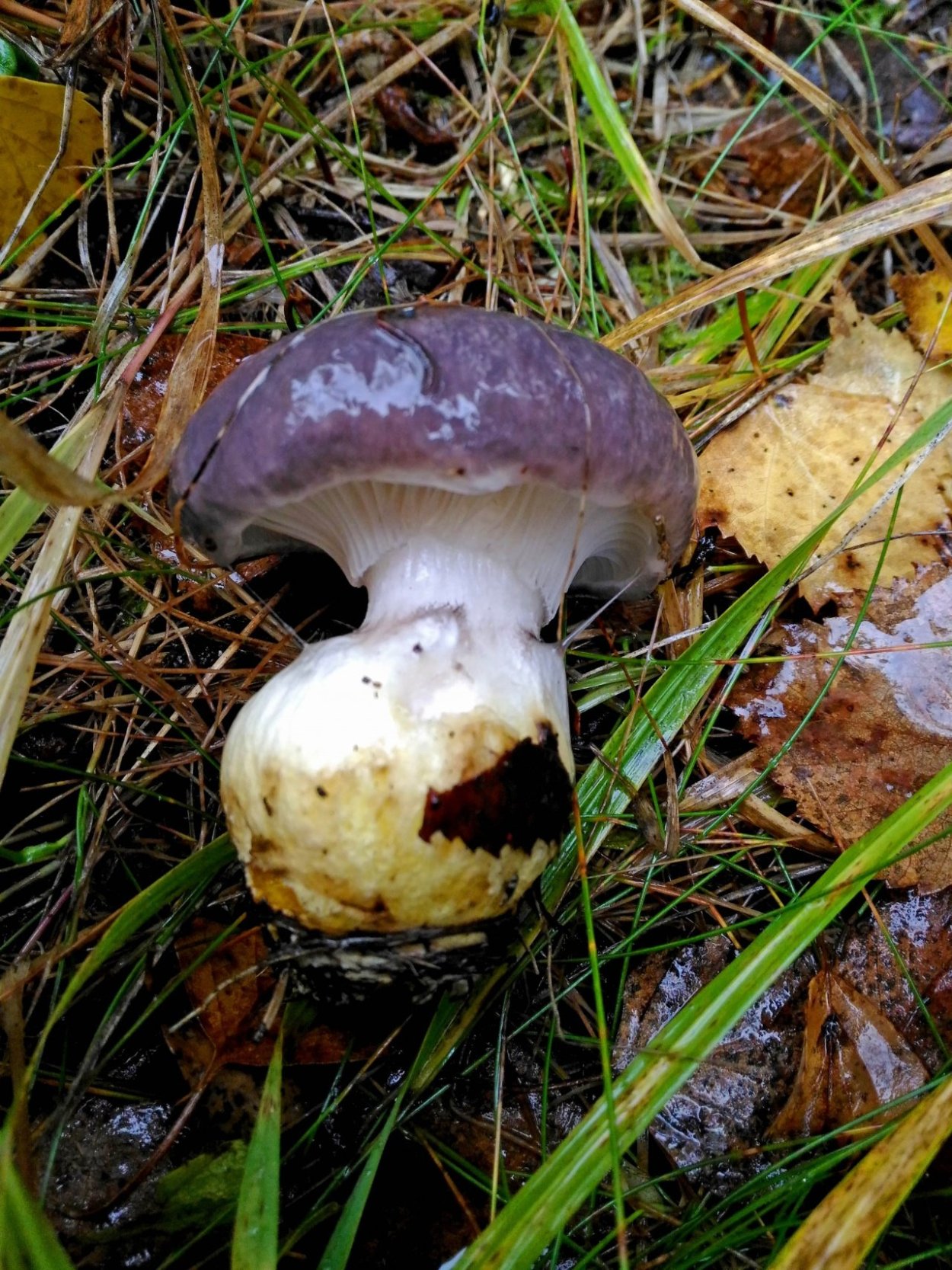 Мокруха желтоножковая грибы