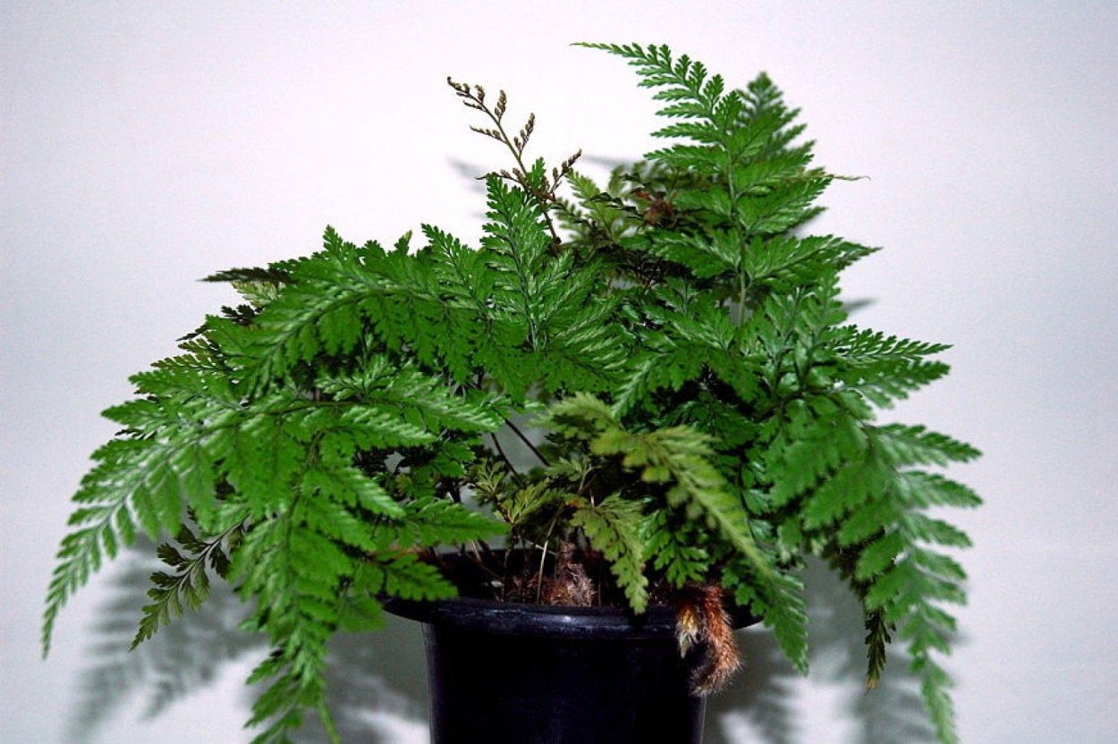 Орляк обыкновенный описание