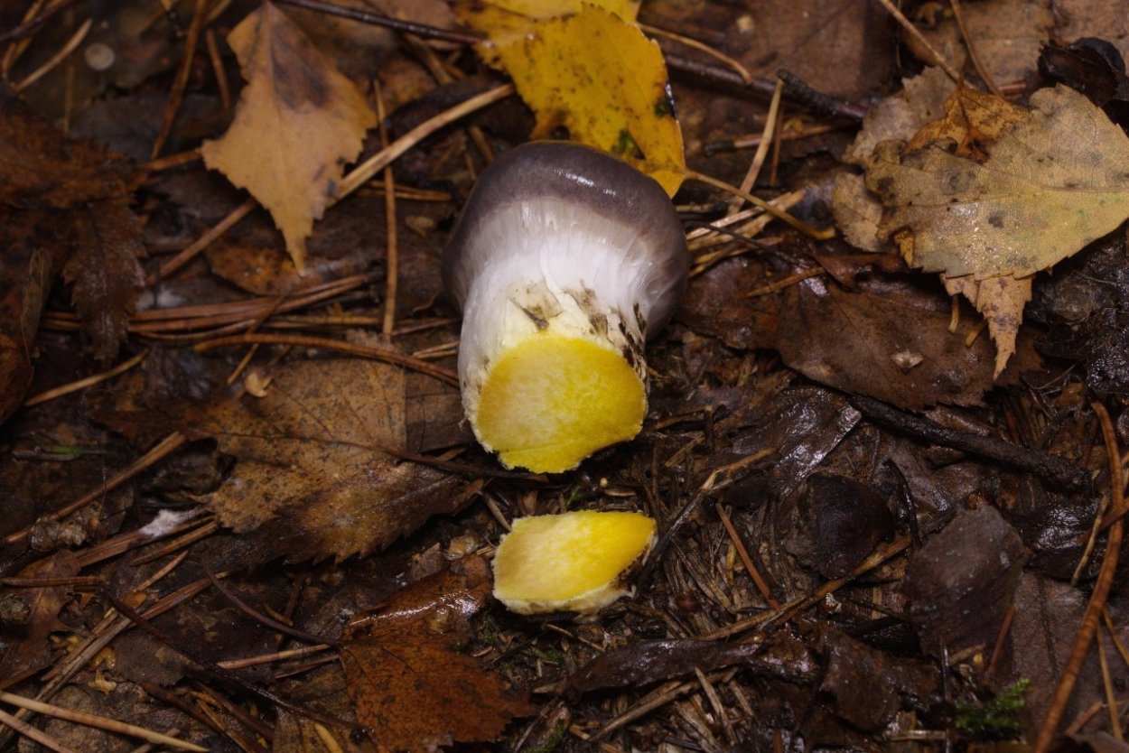 Мокруха Еловая клейкая