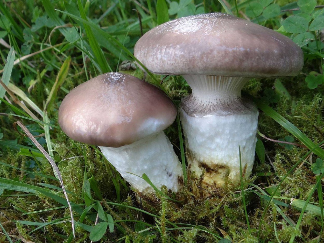 Мокруха желтоножковая грибы