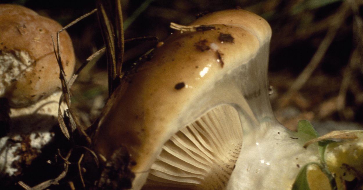 Мокруха Еловая