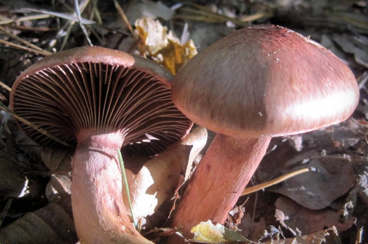 Мокруха желтоногая