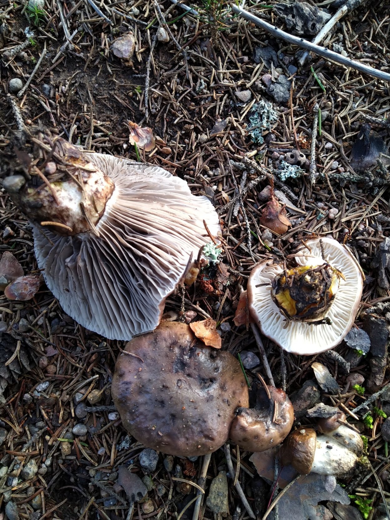 Гриб мокруха Сосновая