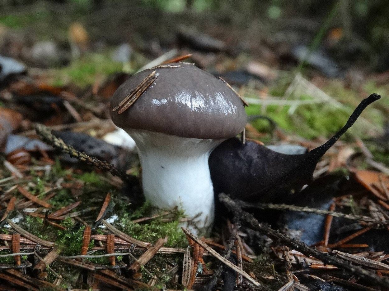 Гриб мокруха пурпуровая