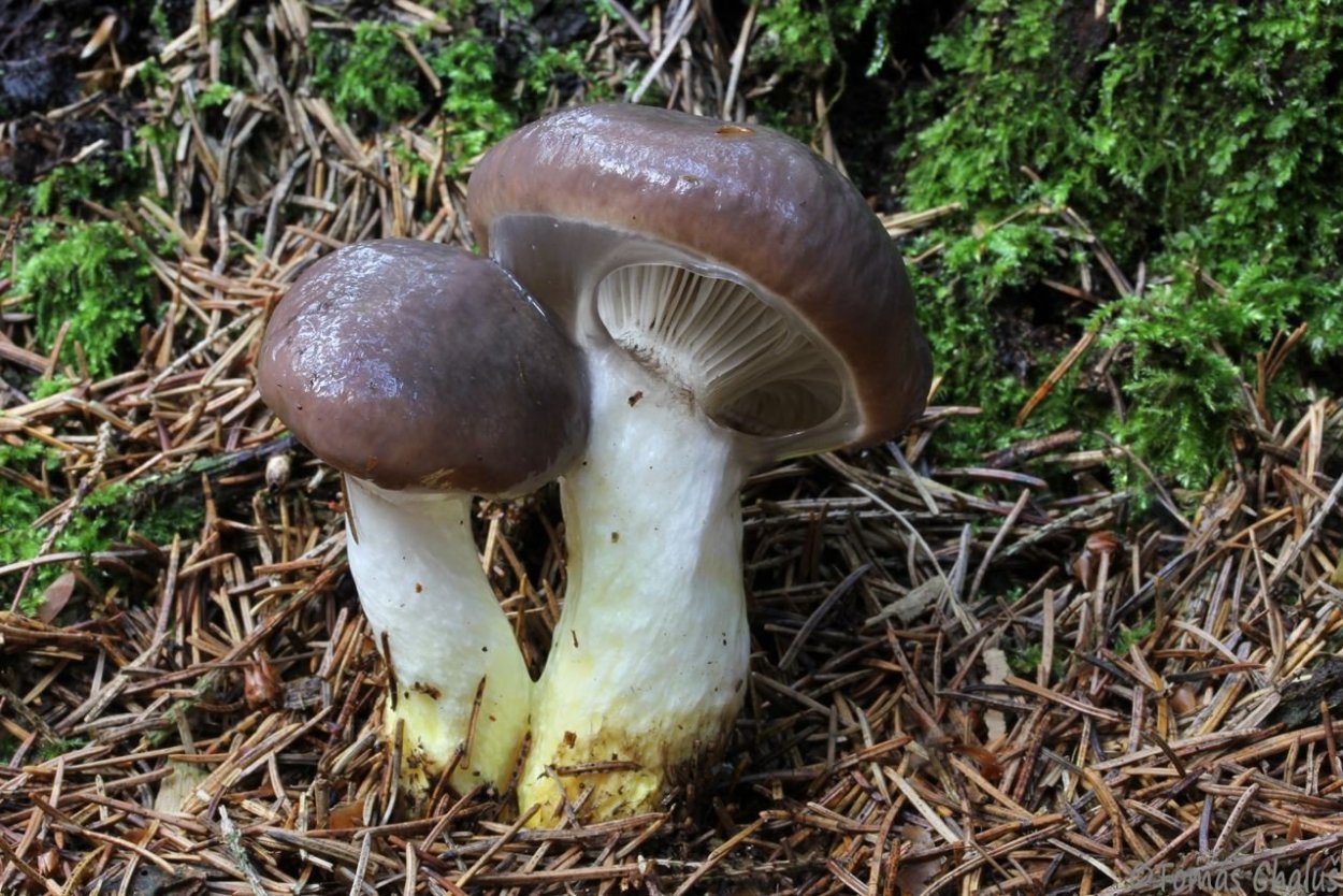 Мокруха Еловая гриб фото