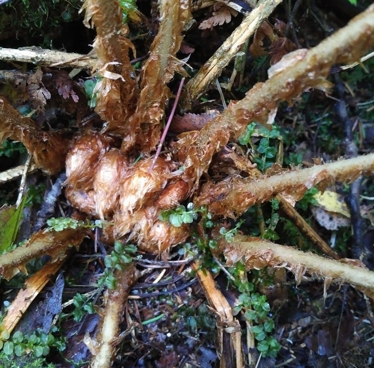 Папоротник страусник споры