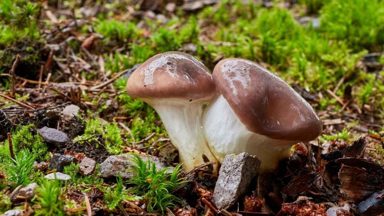 Мокруха пурпуровая