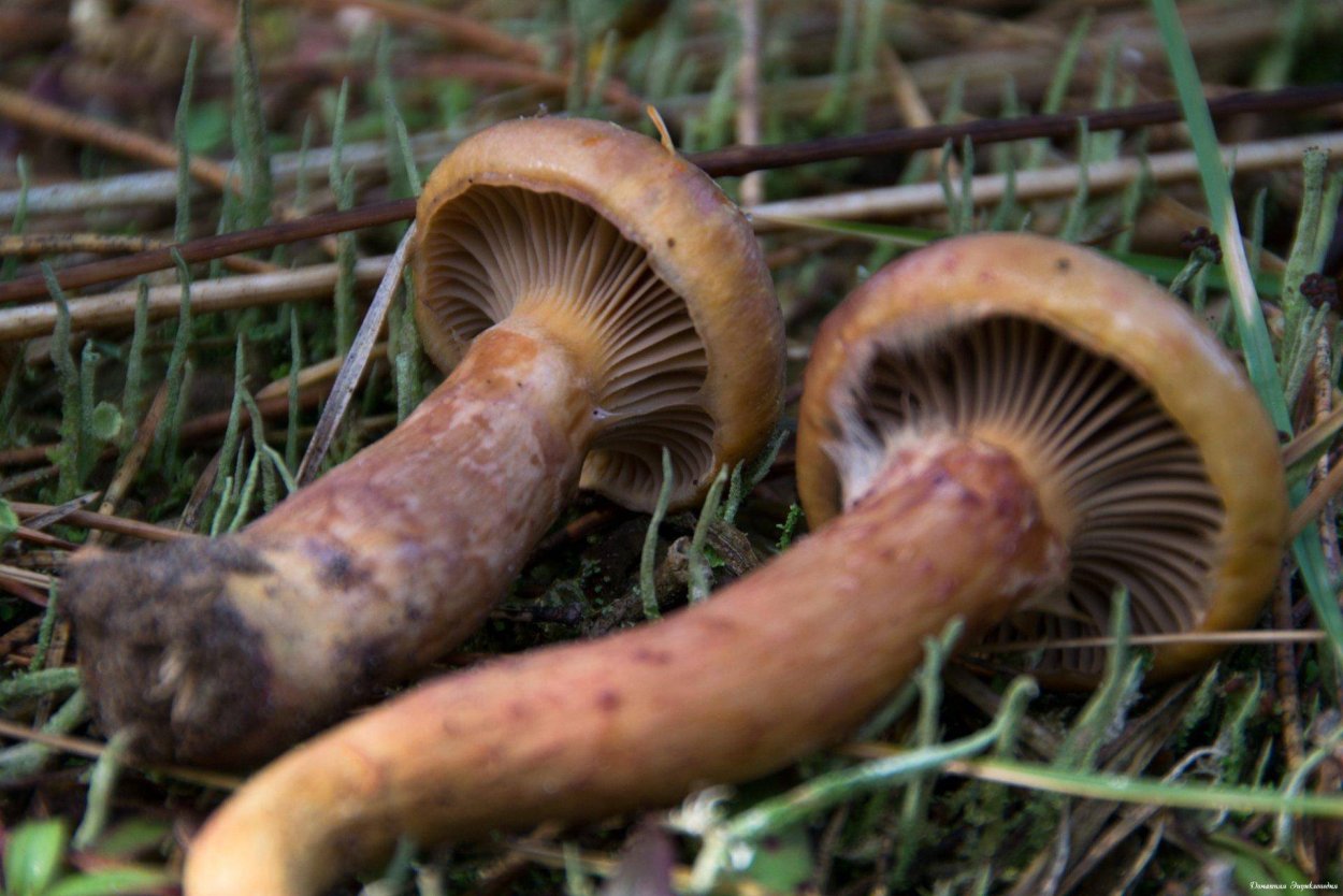 Александр Вязьменский художник грибы