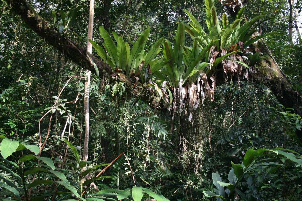 Даваллия в Lechuza