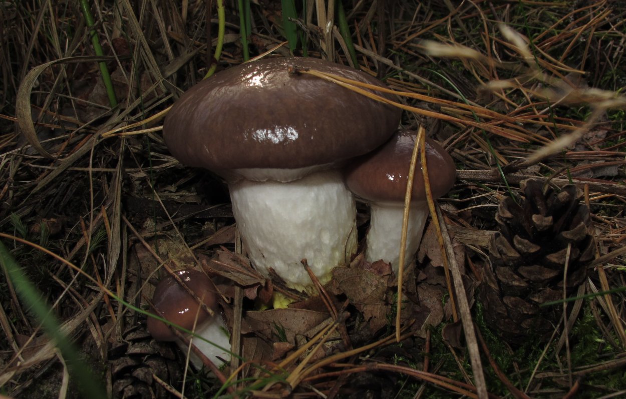 Мокруха Сосновая пурпуровая