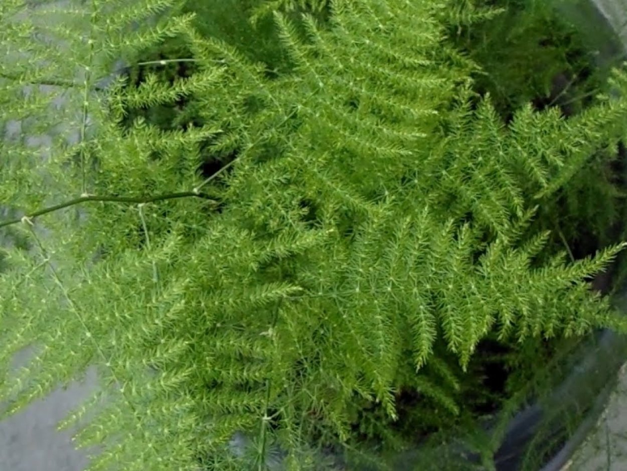 Яванский папоротник