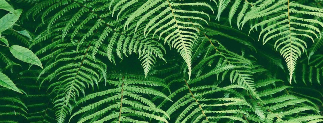 Фитостена ягель и папоротник