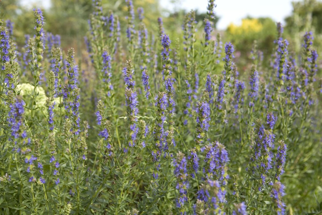 Многолетняя луговая трава с синими цветочками