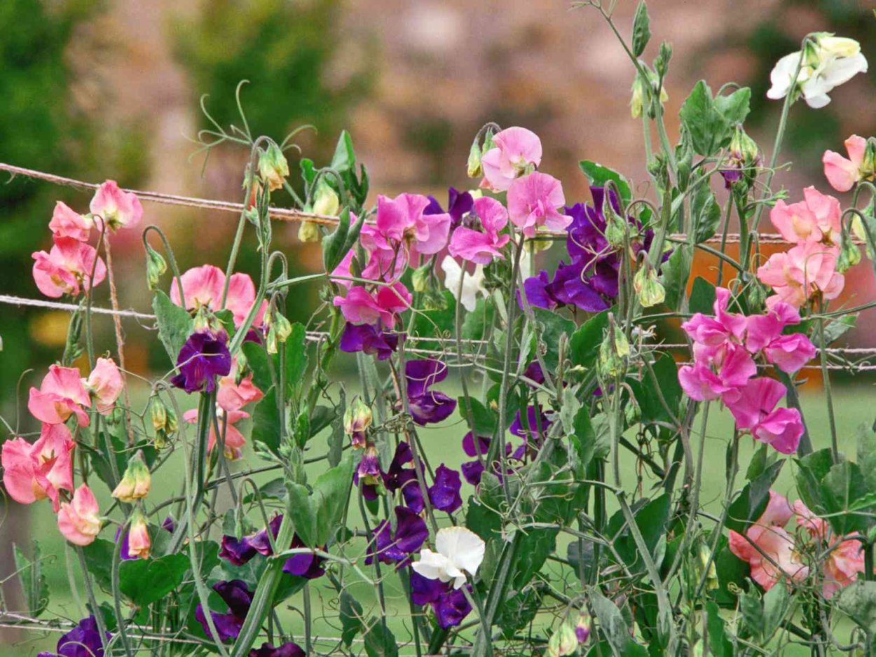 Душистый горошек Матукана