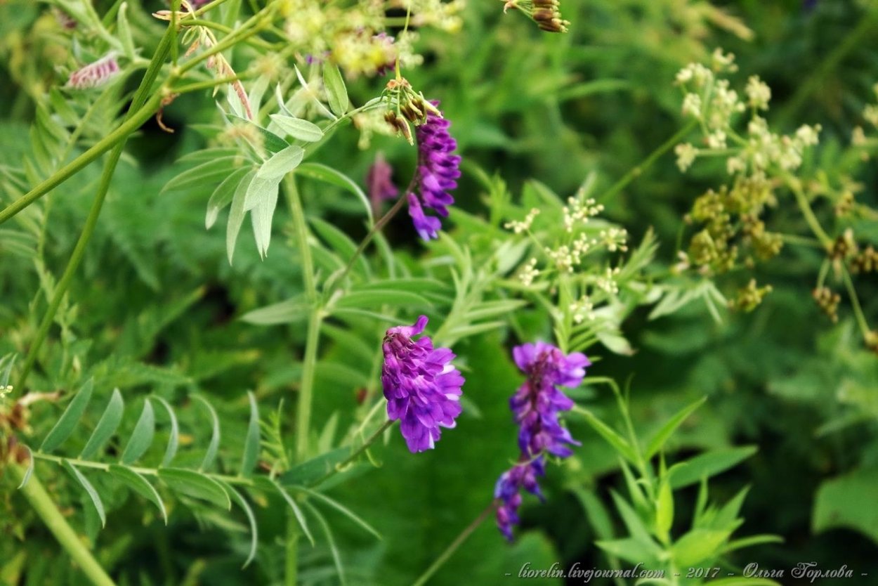 Мышиный горошек листья