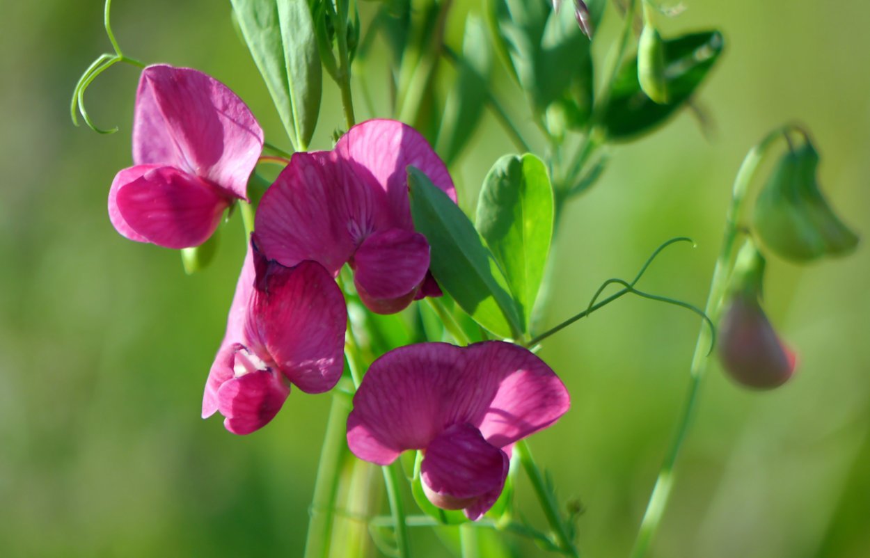 Чина (Lathyrus)