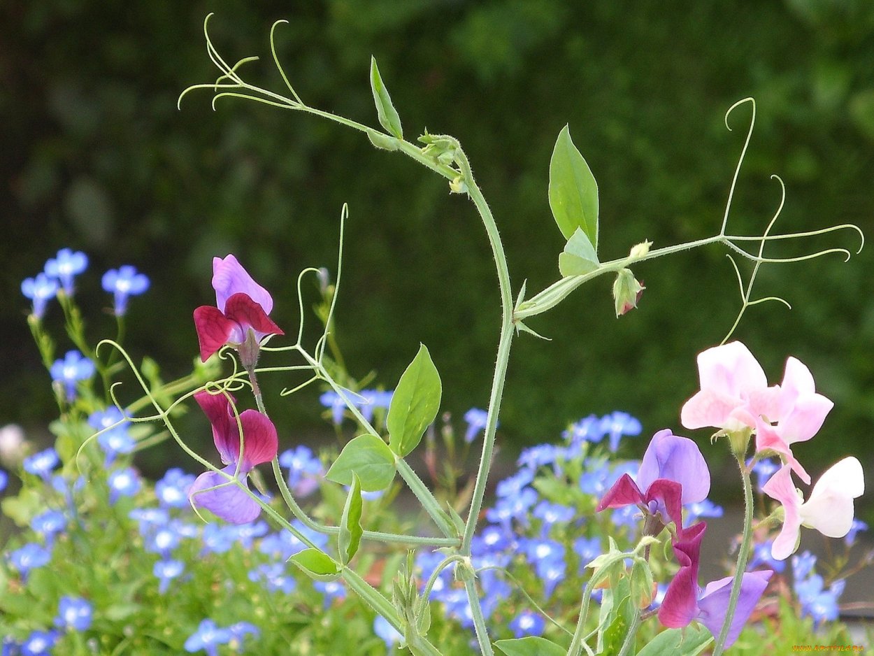 Душистый горошек Вьюн