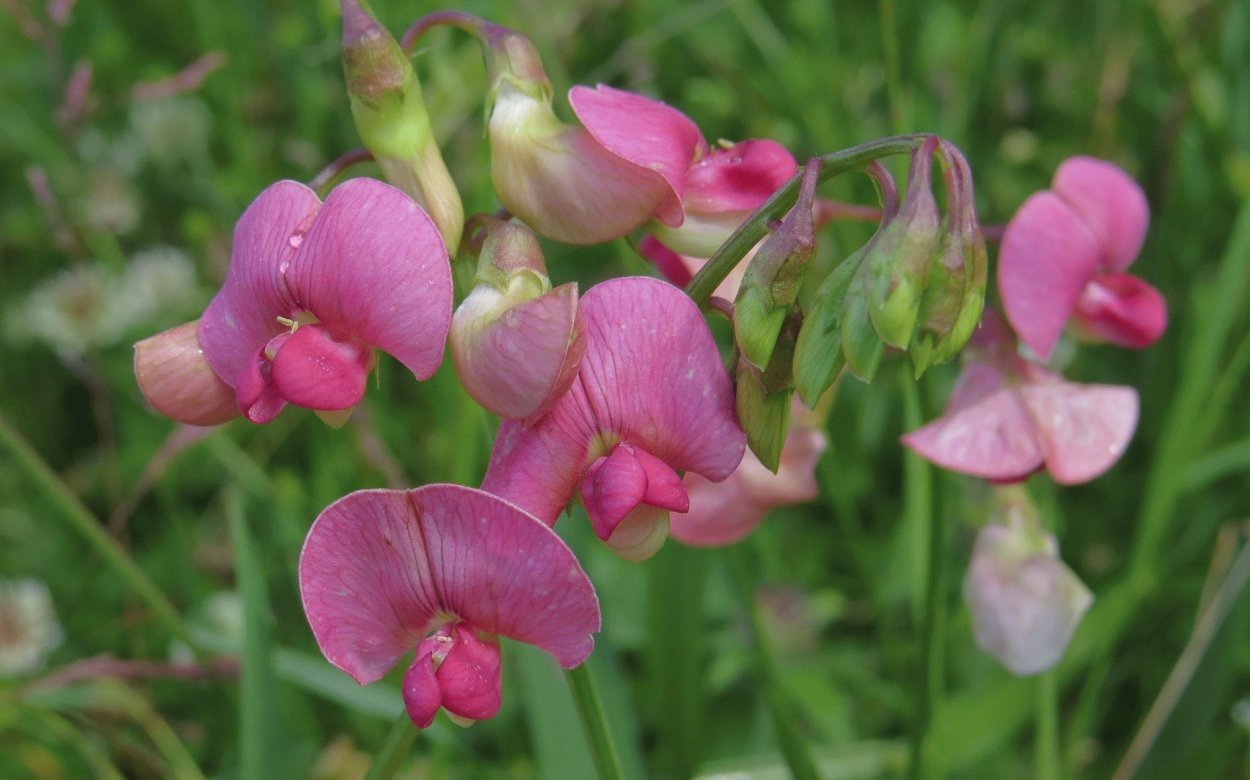 Чина (Lathyrus)