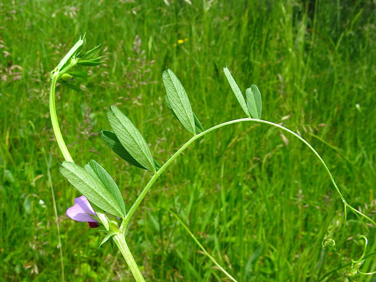Вика горошек посевной