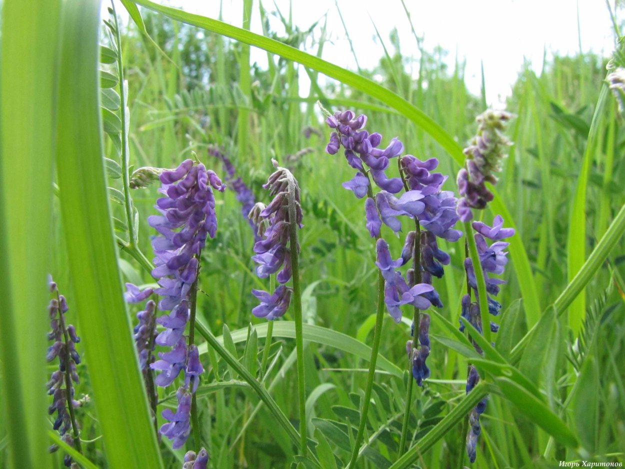 Мышиный горошек дикий