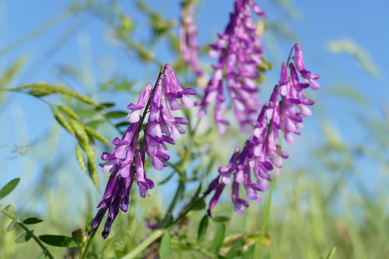 Вязель мышиный горошек