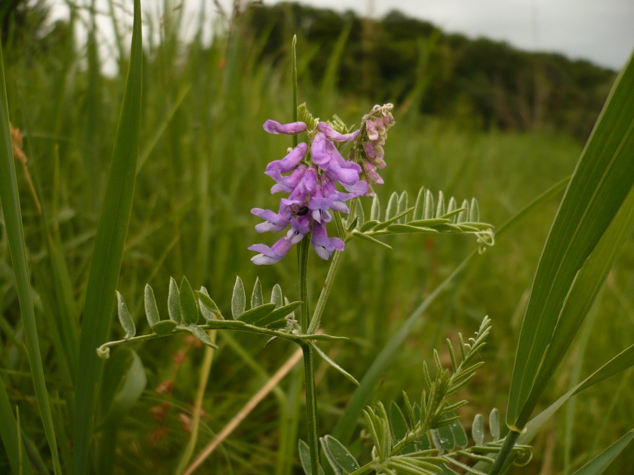 Вязель мышиный
