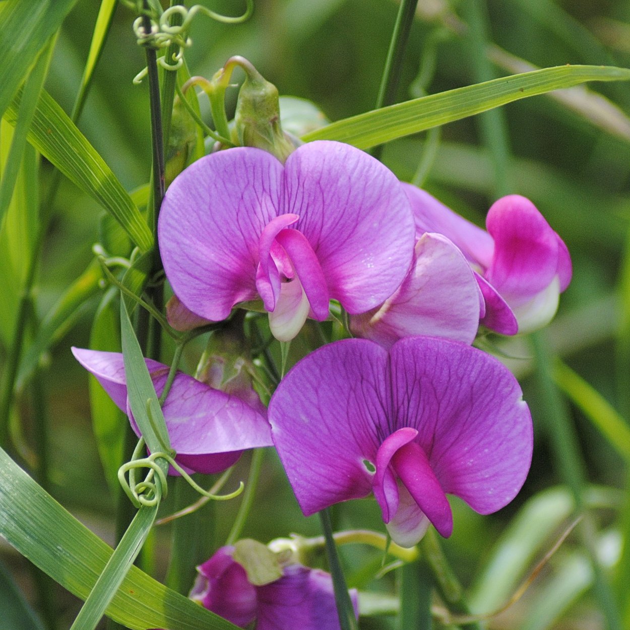 Чина клубневая (Lathyrus tuberosus l)