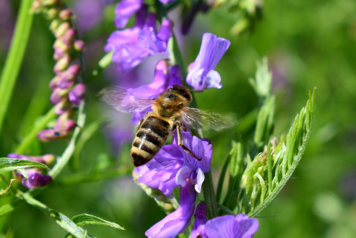 Растение Луга мышиный горошек
