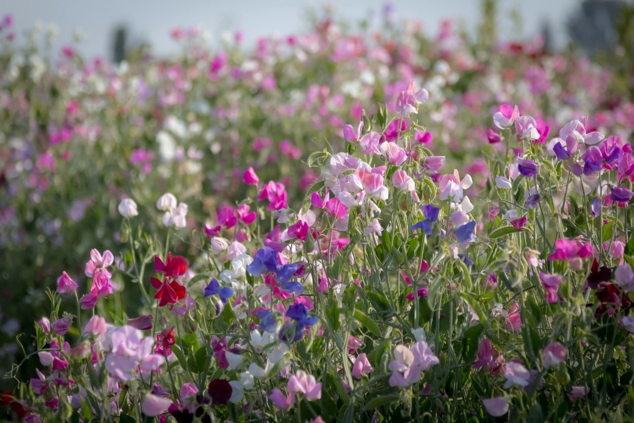 Луговой душистый горошек