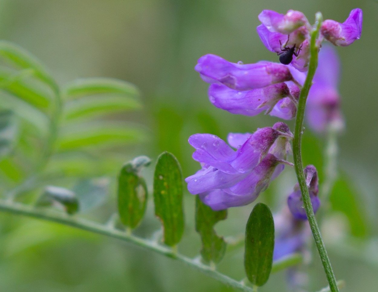 Вязель мышиный горошек