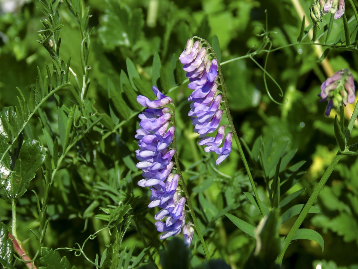 Горошек мышиный (Vicia cracca)