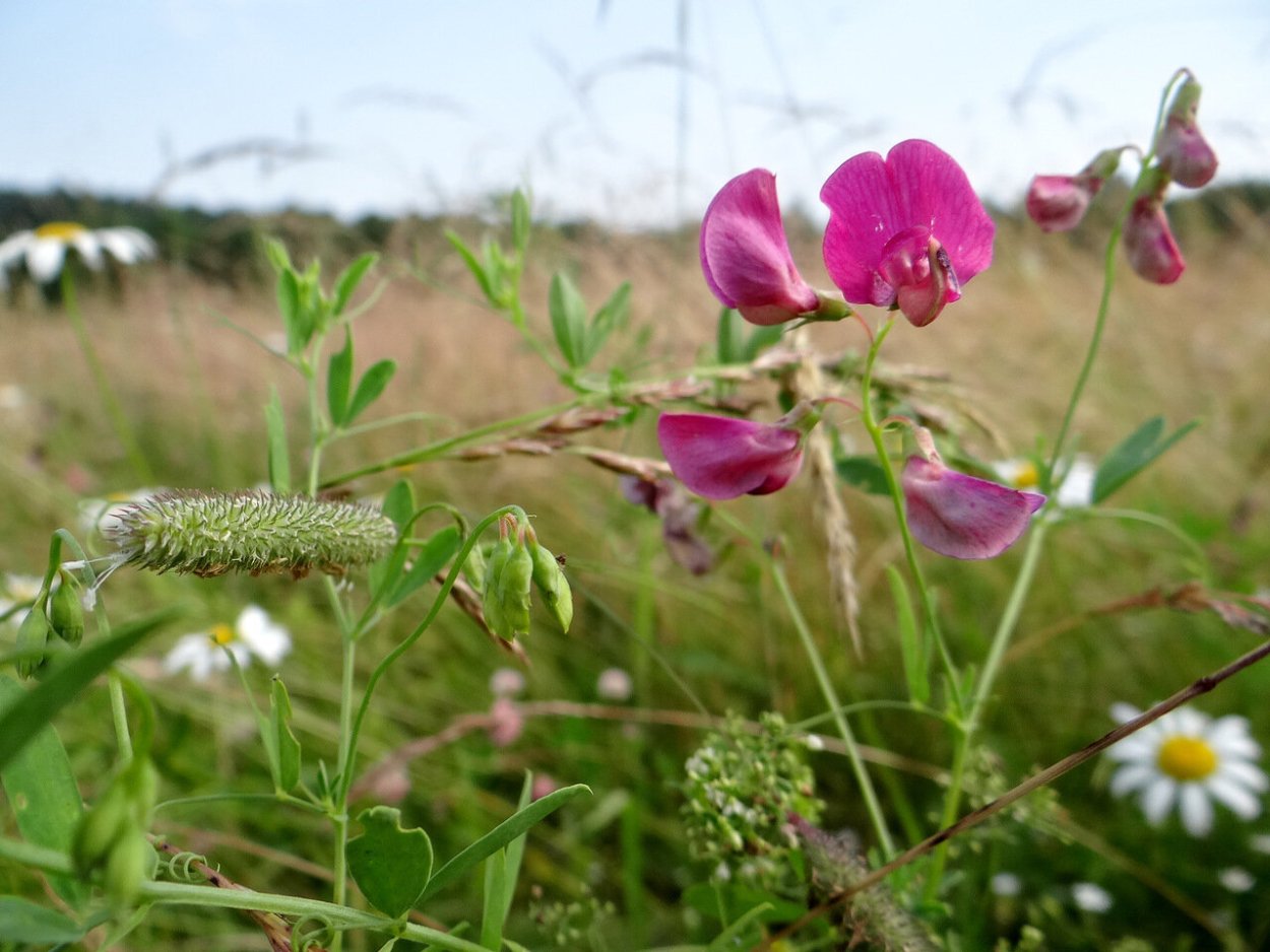 Чина клубненосная Lathyrus tuberosus