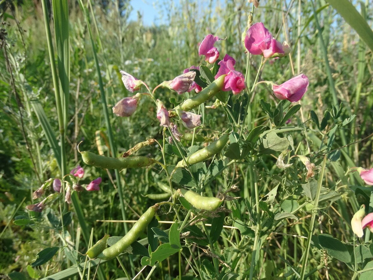 Чина клубненосная Lathyrus tuberosus