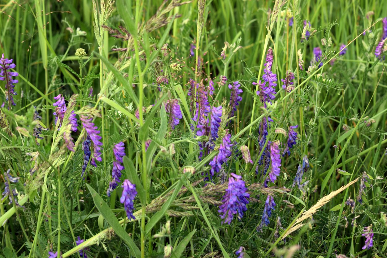 Луговой цветок мышиный горошек