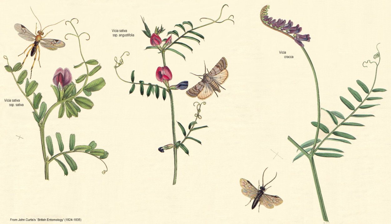 Мышиный горошек Ботанический рисунок