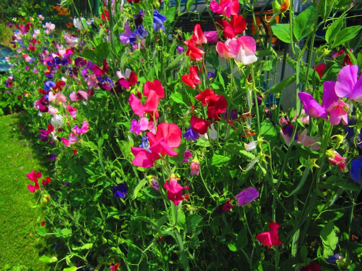 Душистый горошек Баттерфляй