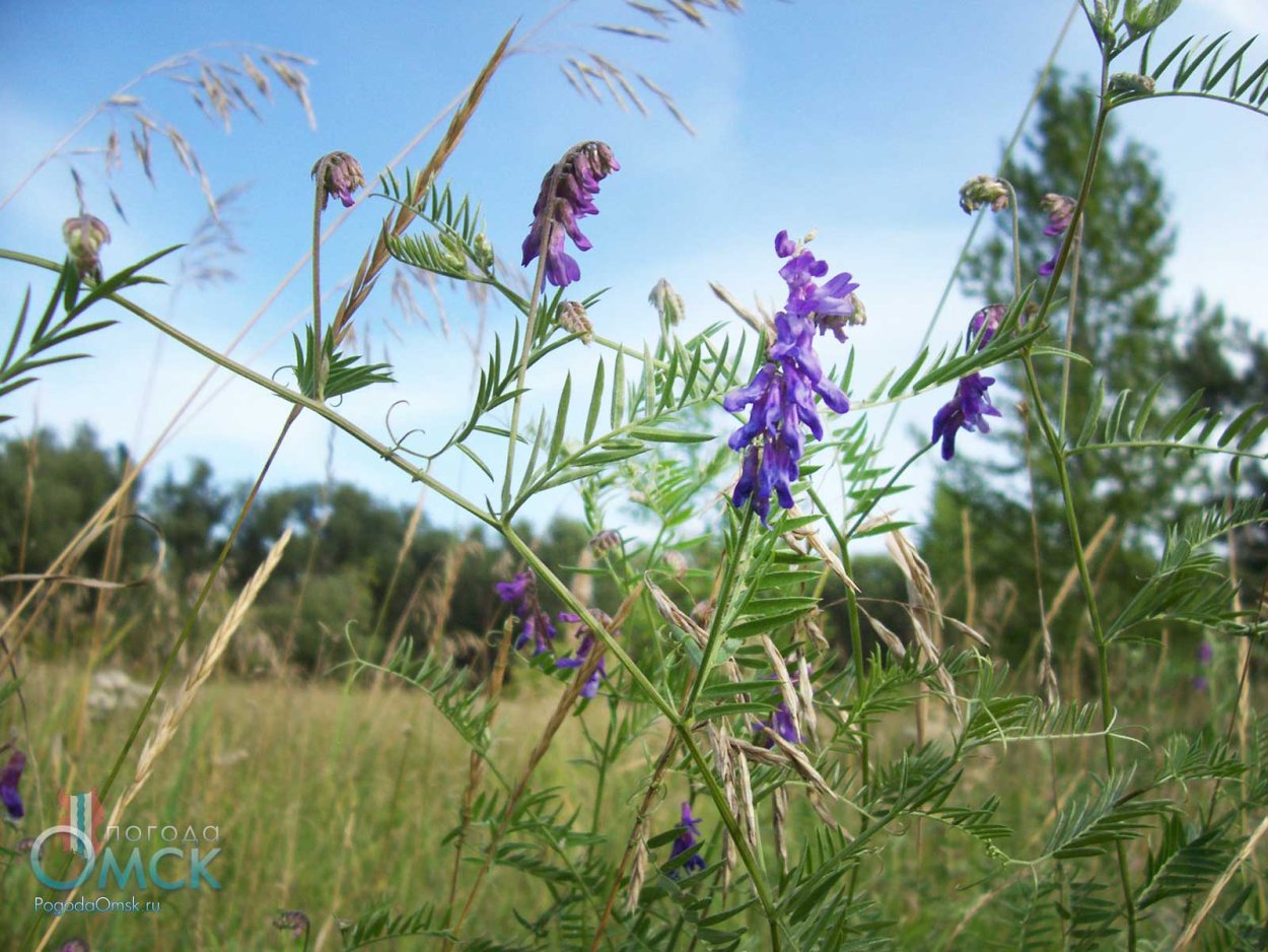 Мышиный горошек Луговой