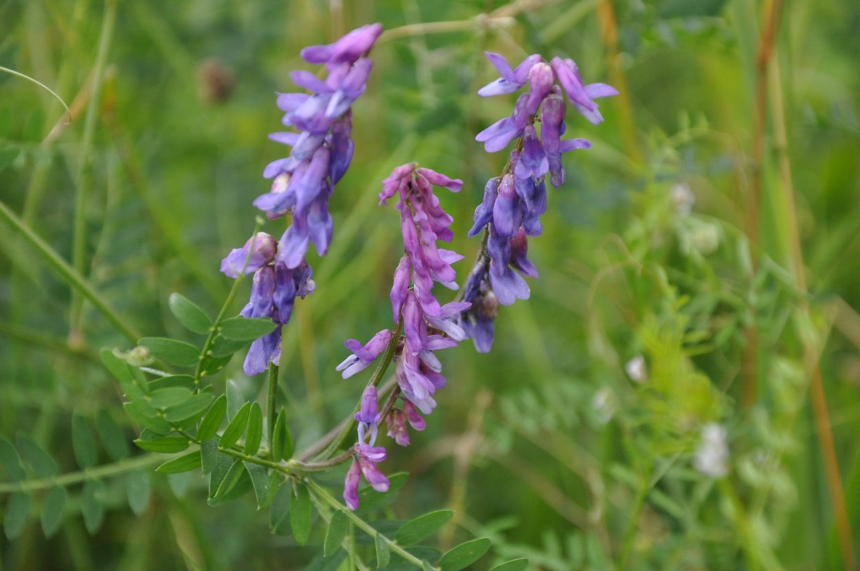Горошек мышиный (Vicia cracca)