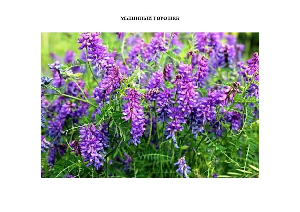 Мышиный горошек Луговой
