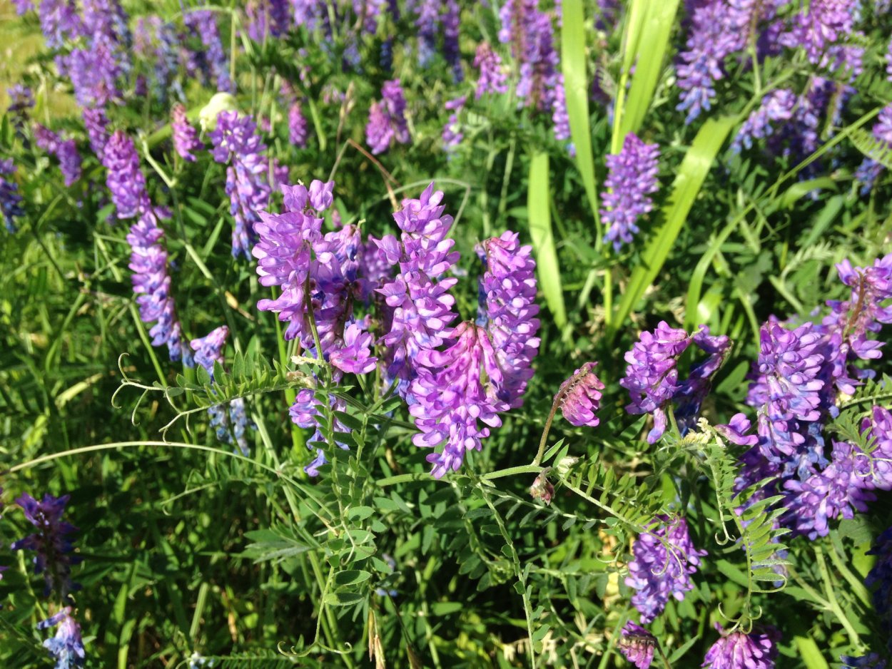 Мышиный горошек Луговой