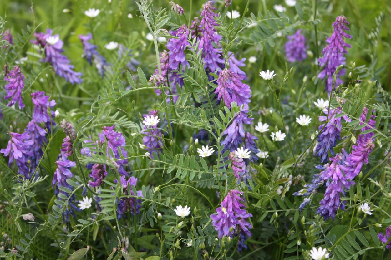 Сидерат Вика озимая