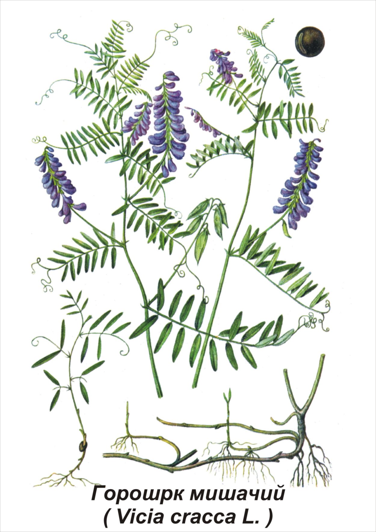 Горошек мышиный (Vicia cracca)
