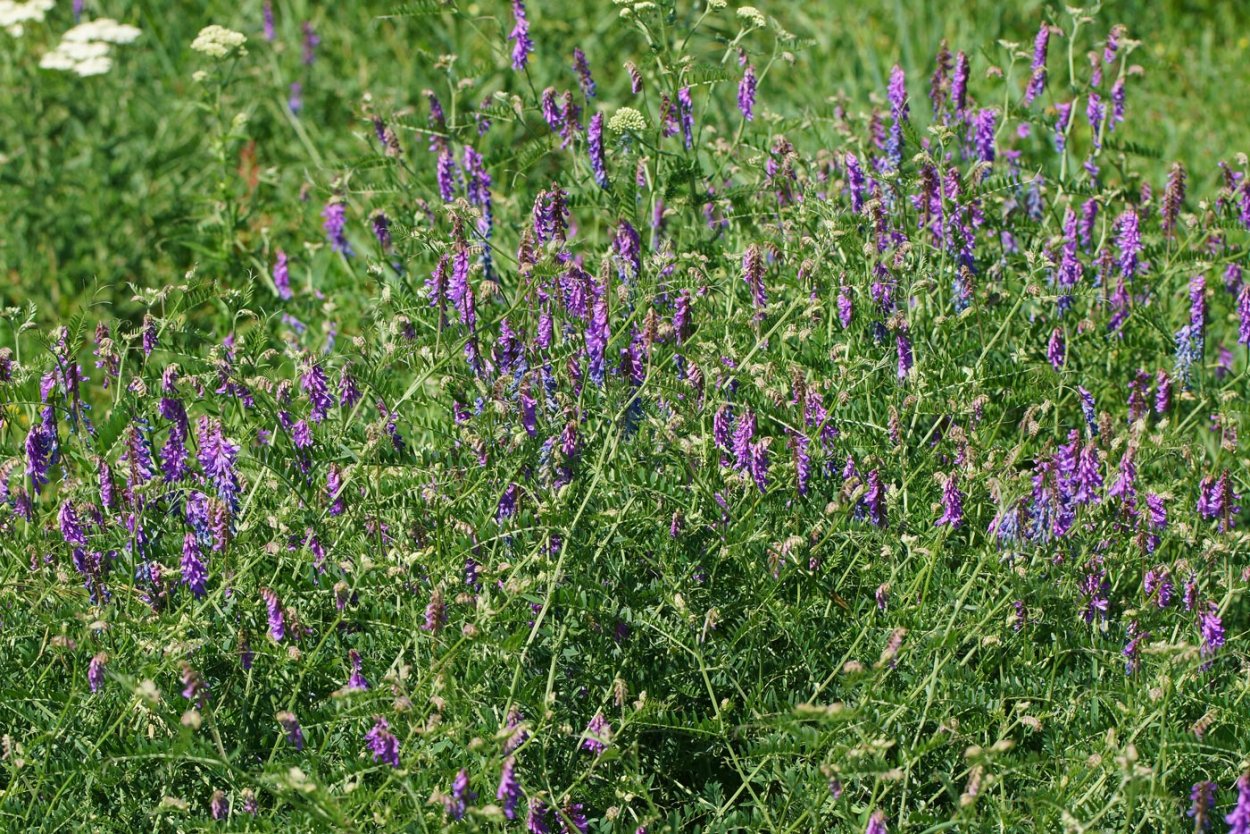 Горошек мышиный (Vicia cracca l.)