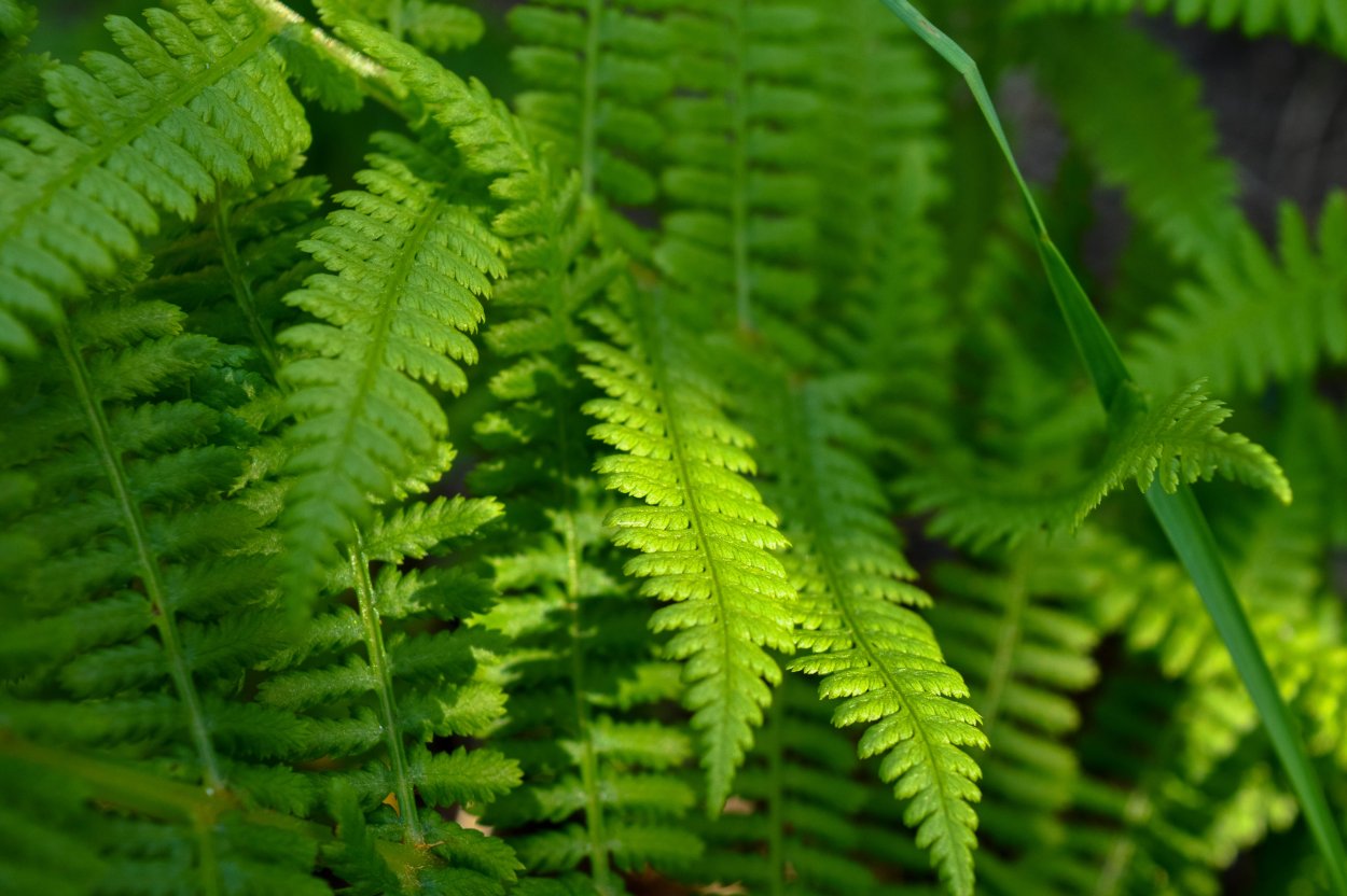 Диксония антарктическая папоротник