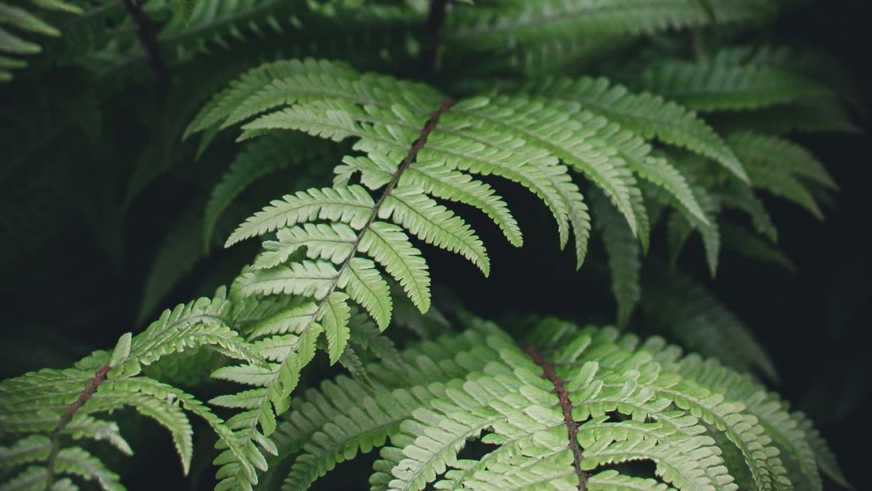 Папоротник павлинье перо